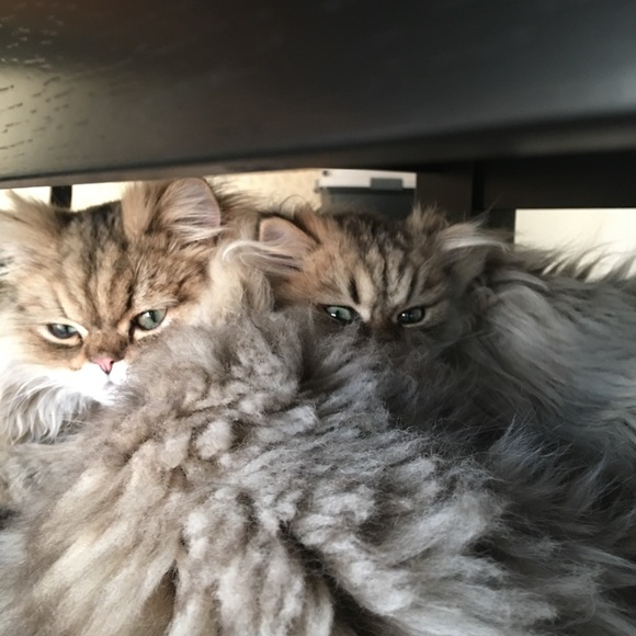 Meet your Posher, Sharon - Picture 10 of 16